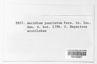 Tranzschelia discolor image